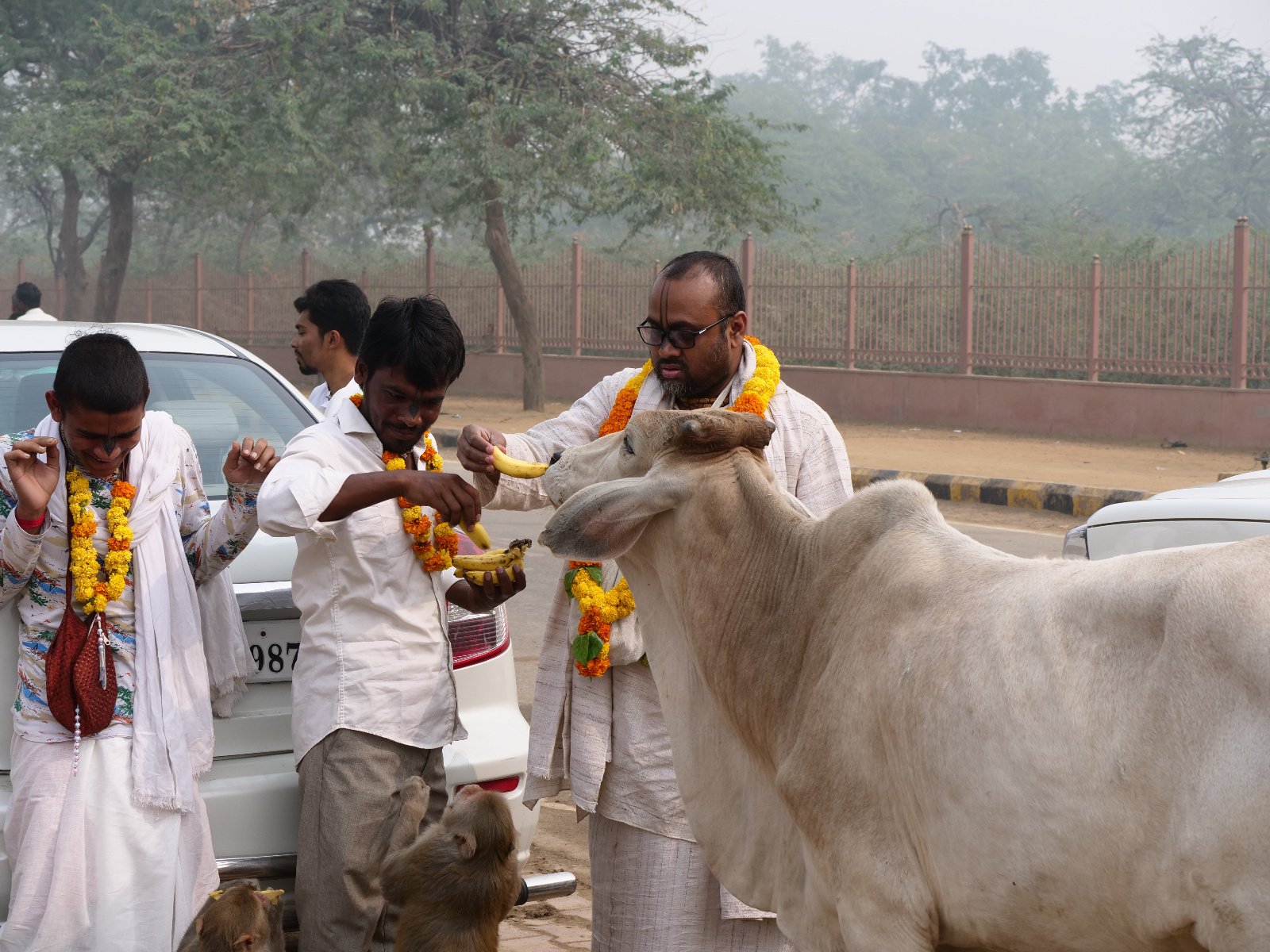  164 Gopashtami Radha kunda Govardhan 19.11.04